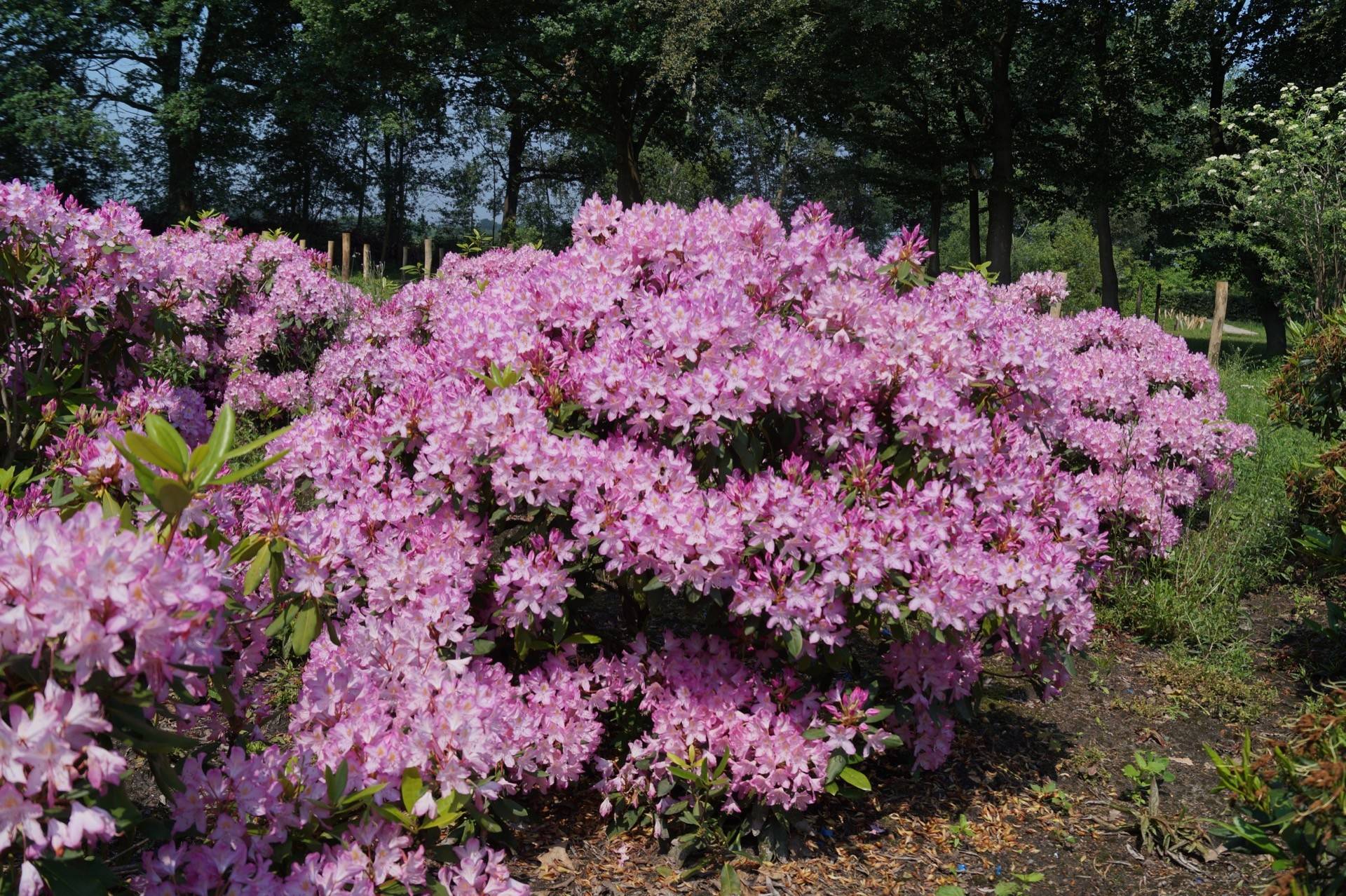 Rhododendron ponticum Roseum_03